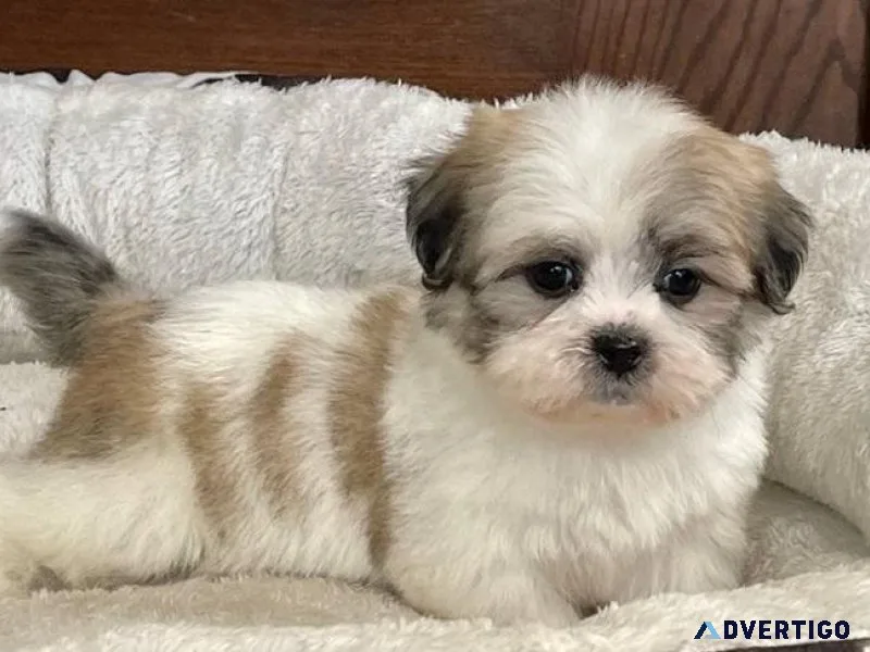 Lovely Lhasa Apso Puppies male and female