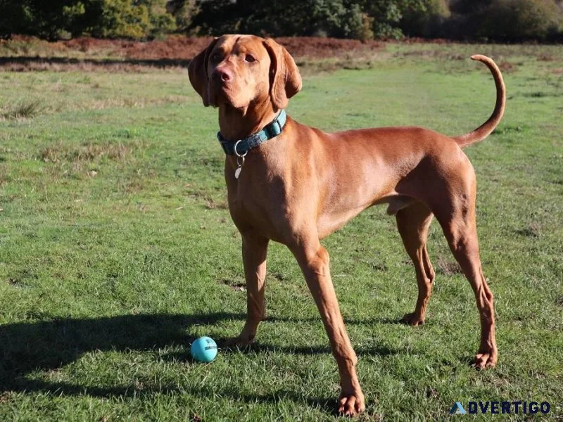 Elite Vizsla Stud Services for Discerning Breeders