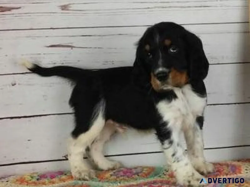 Cute English Springer Spaniel Puppies.