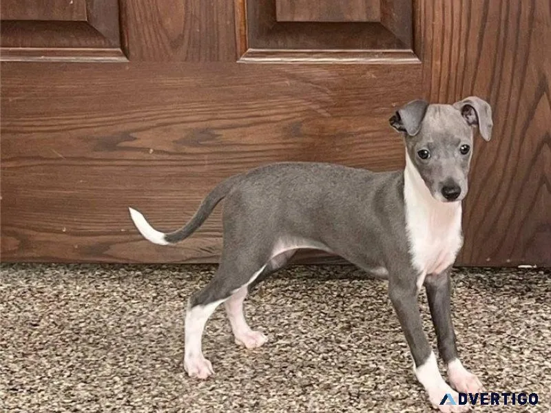 Healthy Italian Greyhound Puppies