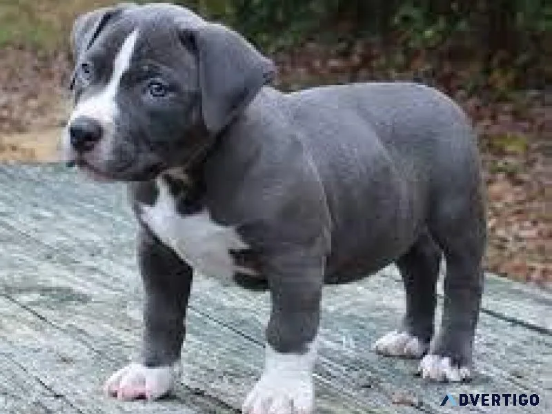 pitbull.....call 7300930479
