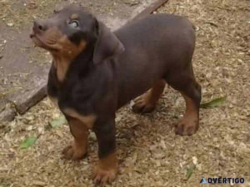 Super Adorable Doberman Puppies