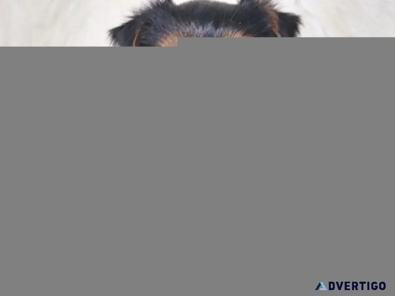 Amazing tea cup Yorkie puppies ready to go