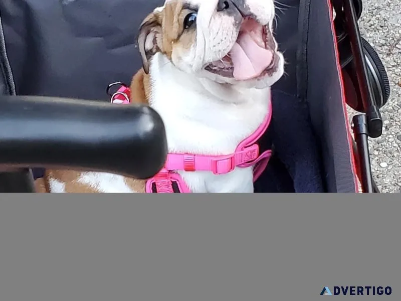 8 week old English Bulldog puppies