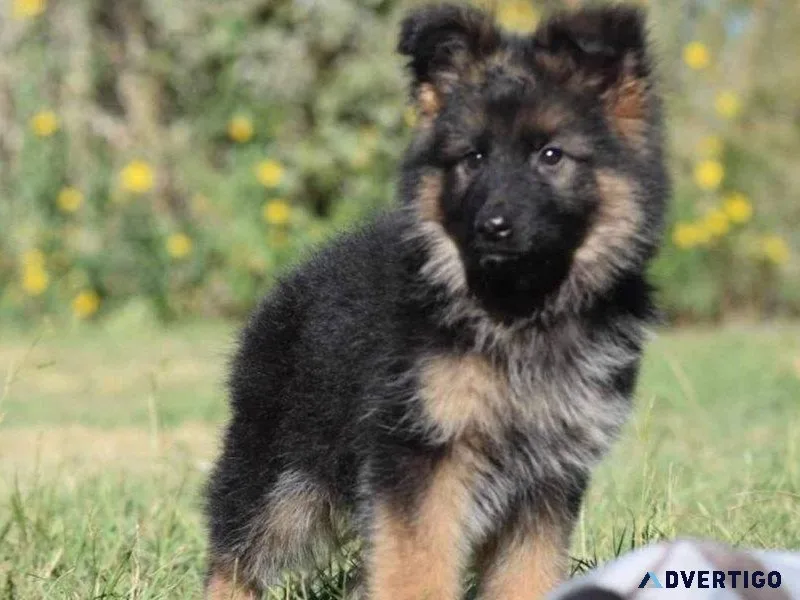 cuddle German Shepherd Puppies Available