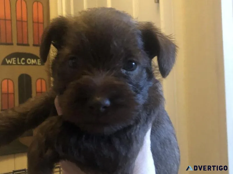 SCHNAUZERS CKC miniature