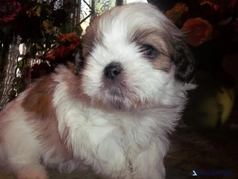 Full AKC Imperial Shih Tzu Female