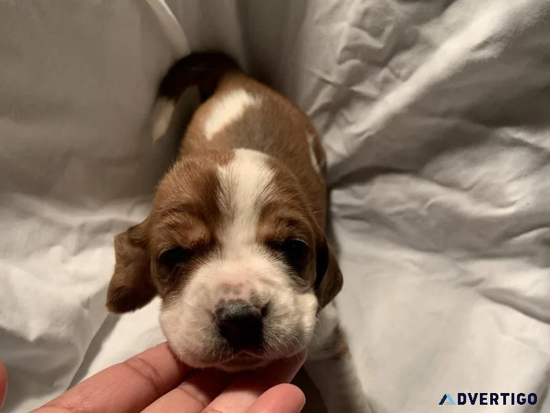 Basset hound pups