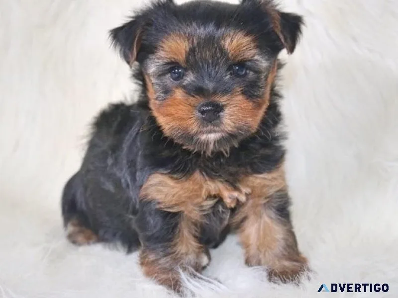 pleasurable Yorkie available