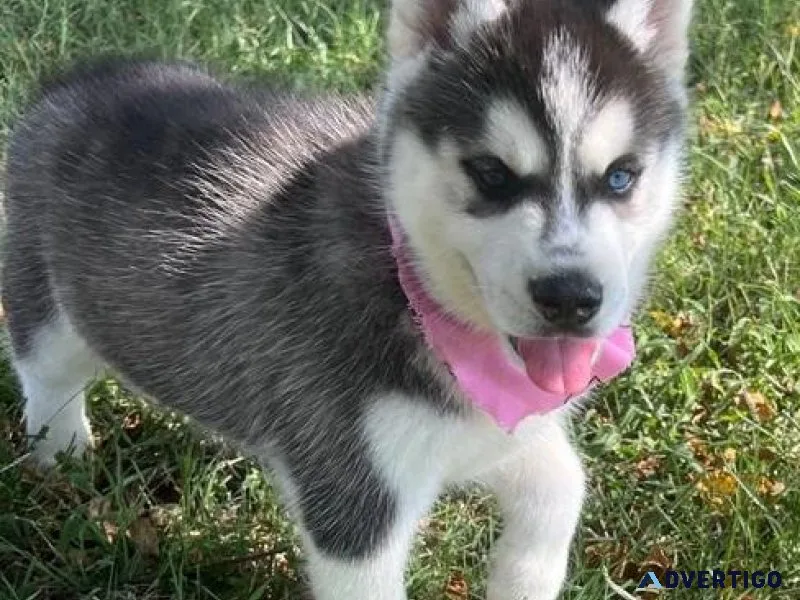 dynamic Siberian Husky puppies