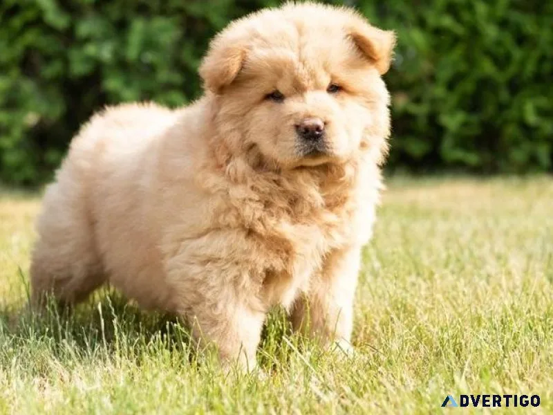 devoted Chow Chow puppies