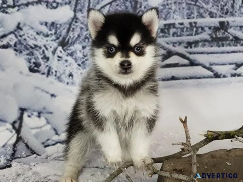 Pomsky puppies