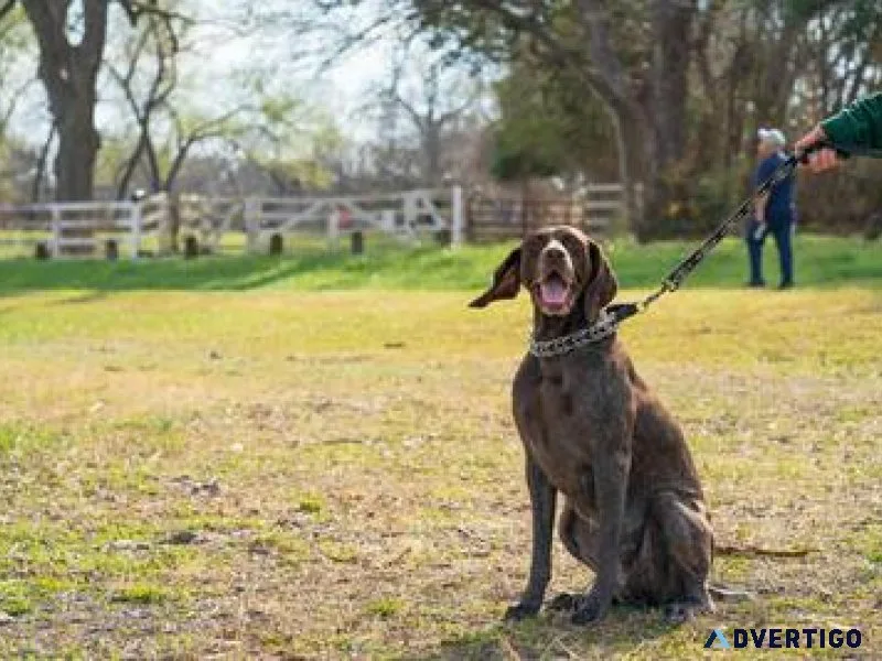 The best dog walkers in delhi