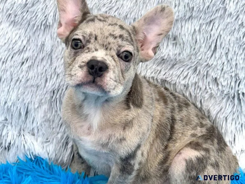 French Bulldogs