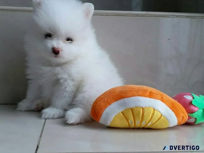 dependable Pomeranian puppies