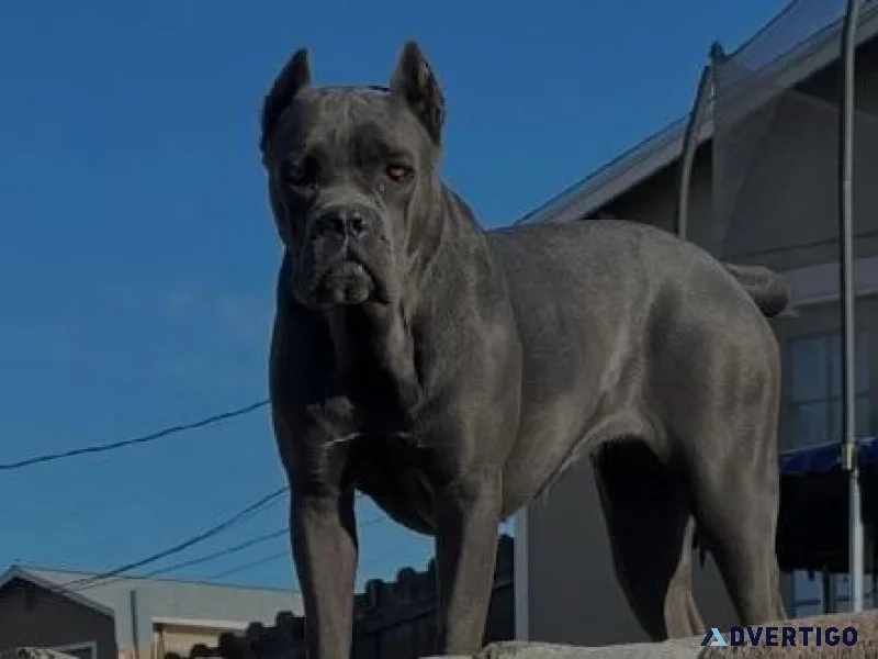 Mastiff Puppies For Sale Reno