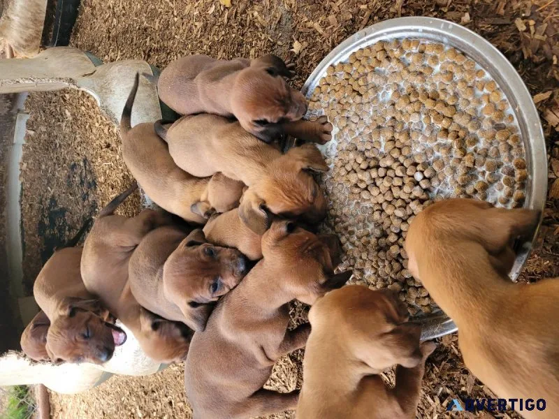Redbone coonhound puppies
