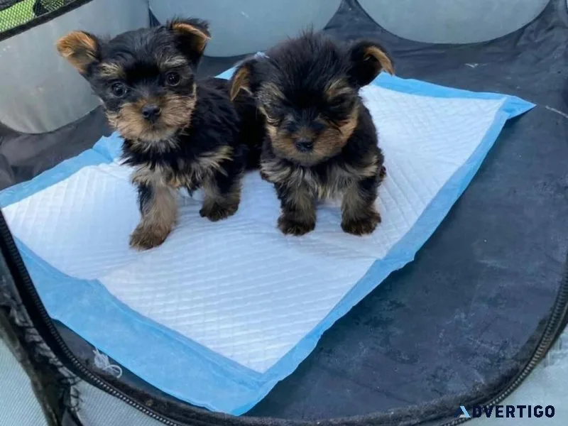 Registered Cute Yorkie Pups For Adoption
