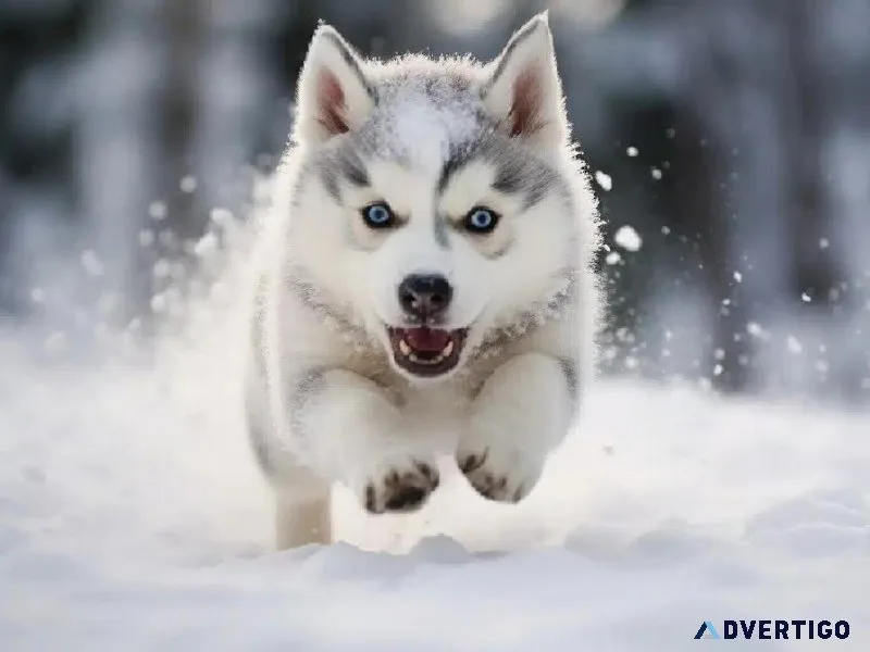 Nourishing Your Husky Pup Unveiling the Best Food Picks