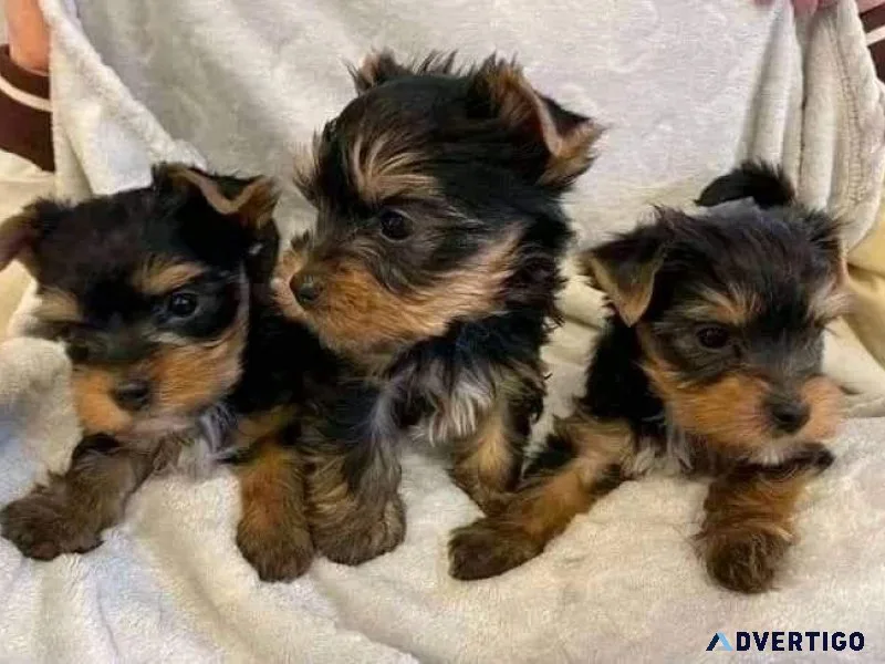 FREE PUPPIES