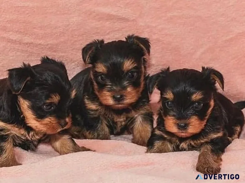 Adorable male and female yorkshire terrier puppies available