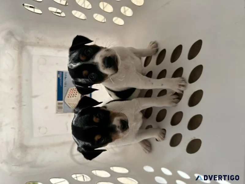 Jack Russells puppies