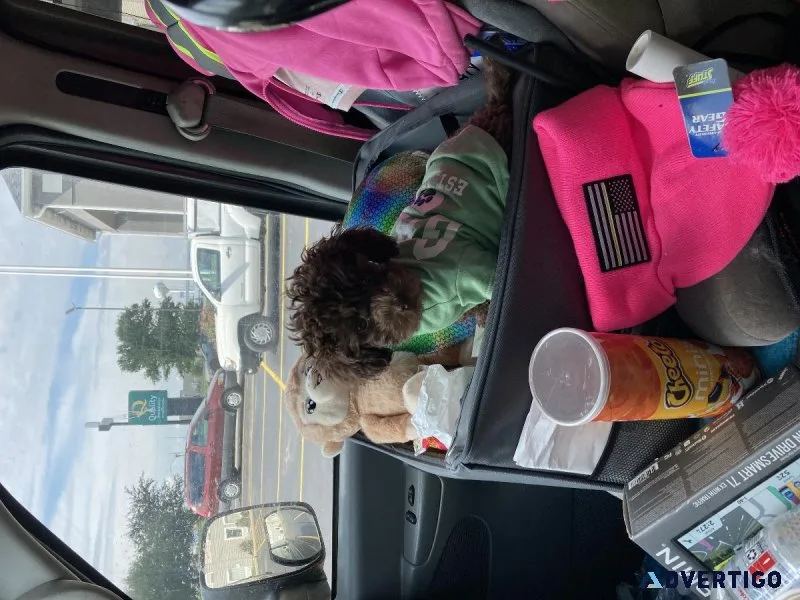 Toy Poodle