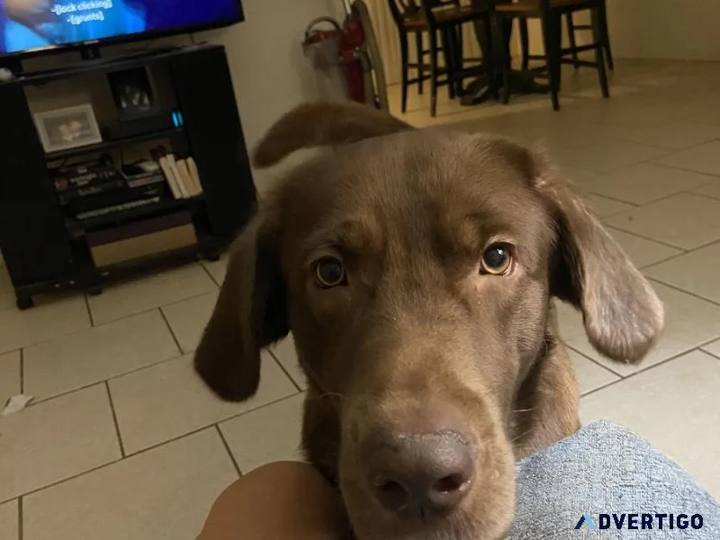 Chocolate lab