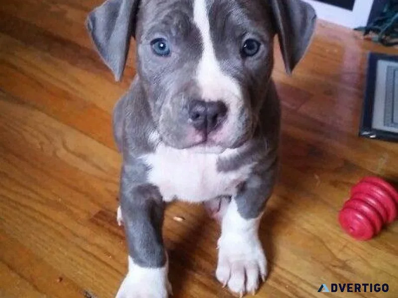 American Pit Bull Terrier Puppy