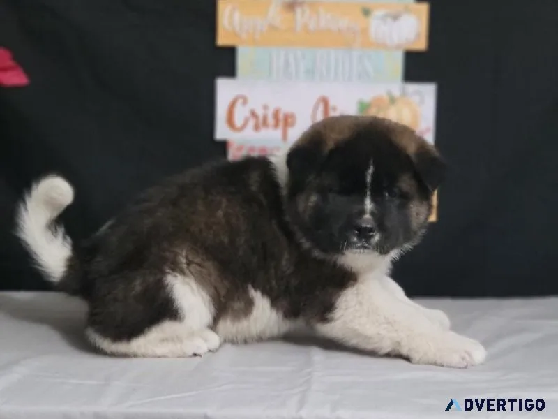 Akita Puppies