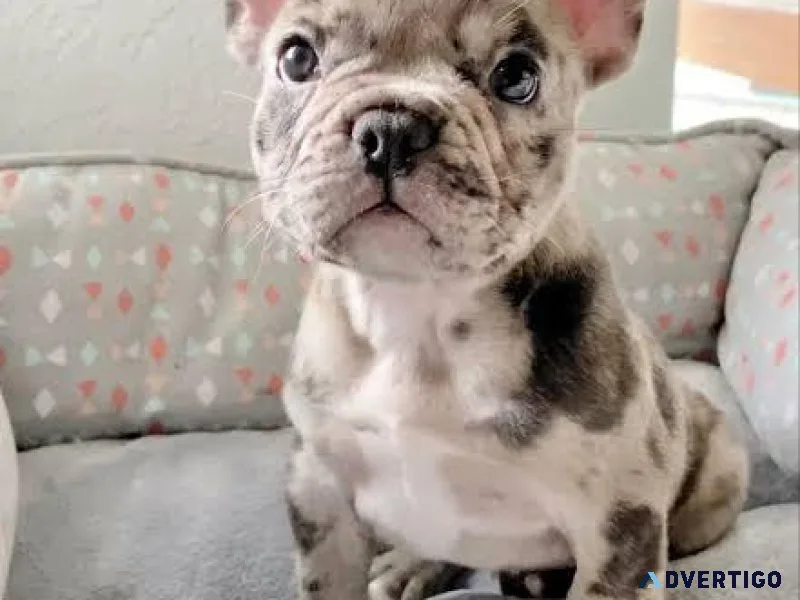 French Bulldog Puppy
