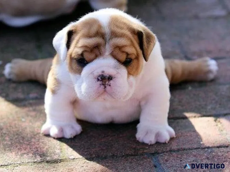 English Bulldog Puppy
