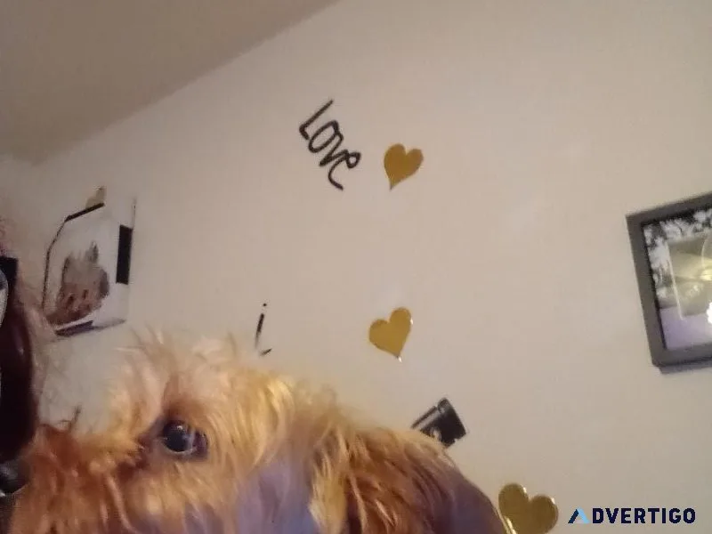 Young Yorkie female available