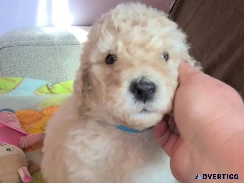 standard poodle puppy