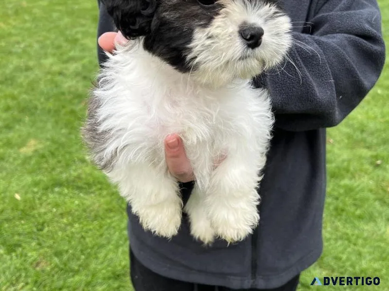 Beautiful Female Shih Poo puppy