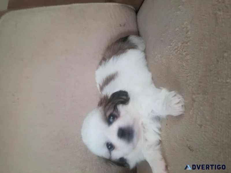 Pekinese puppies