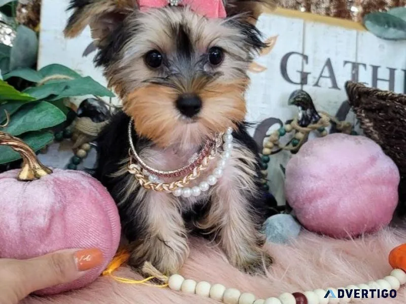 Yorkie Puppy