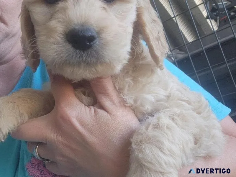Goldendoodle F1