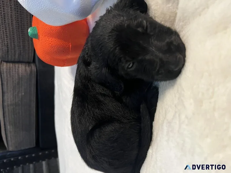 Labradoodle puppies