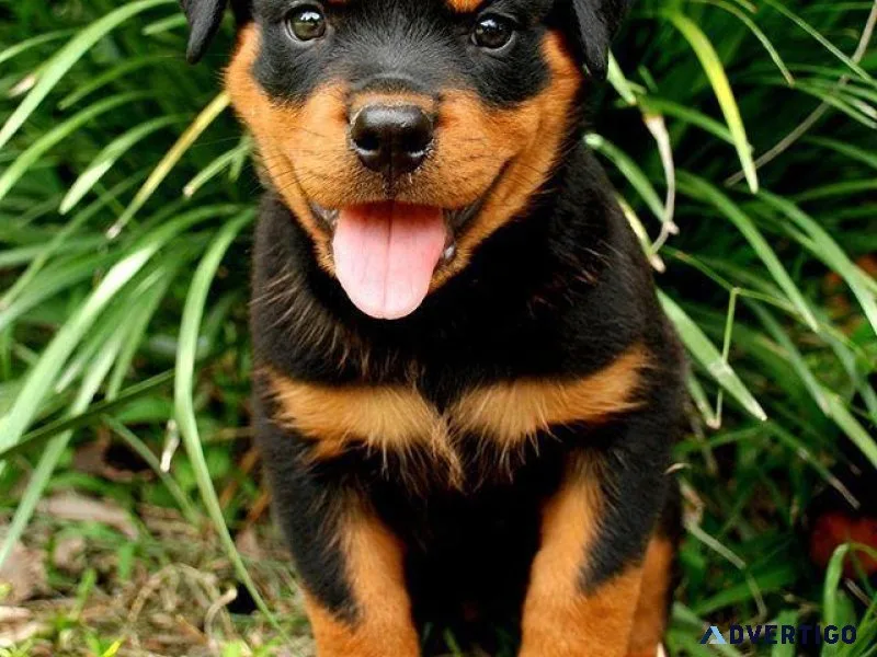 Rottweiler Puppy Ready to Go Now
