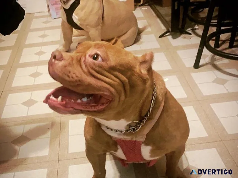 American Bully Pocket