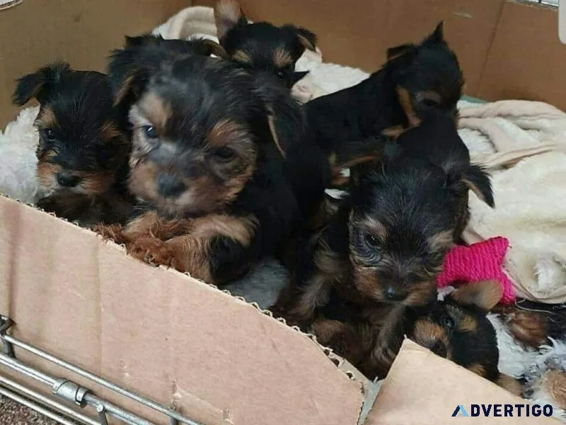 Registered Cute Yorkie Pups For Adoption