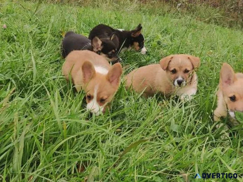 Pembroke Welsh Corgi puppies