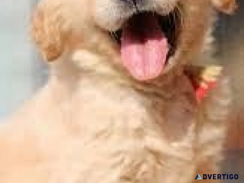 Dogs For Sale