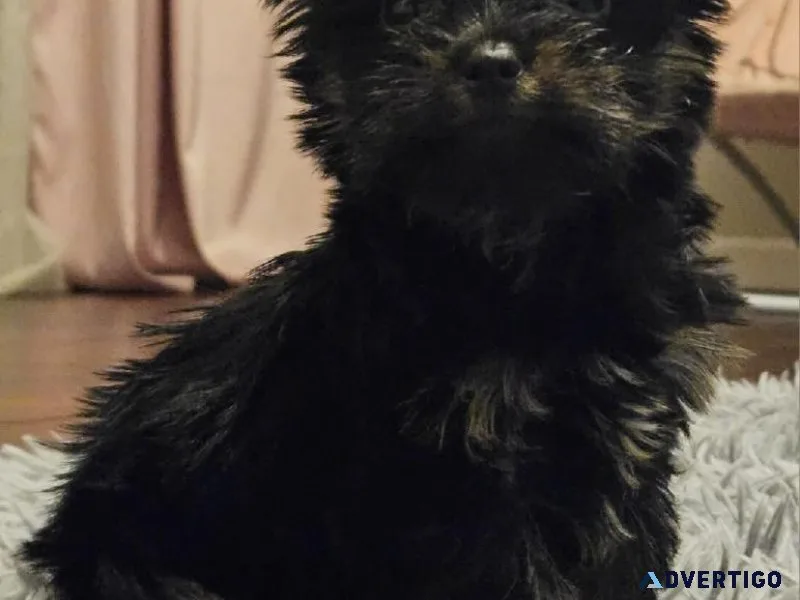 Teacup Yorkie