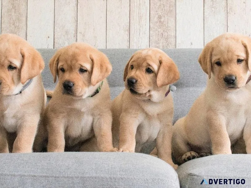 FREE  &quotPUPPIES&quot Labs