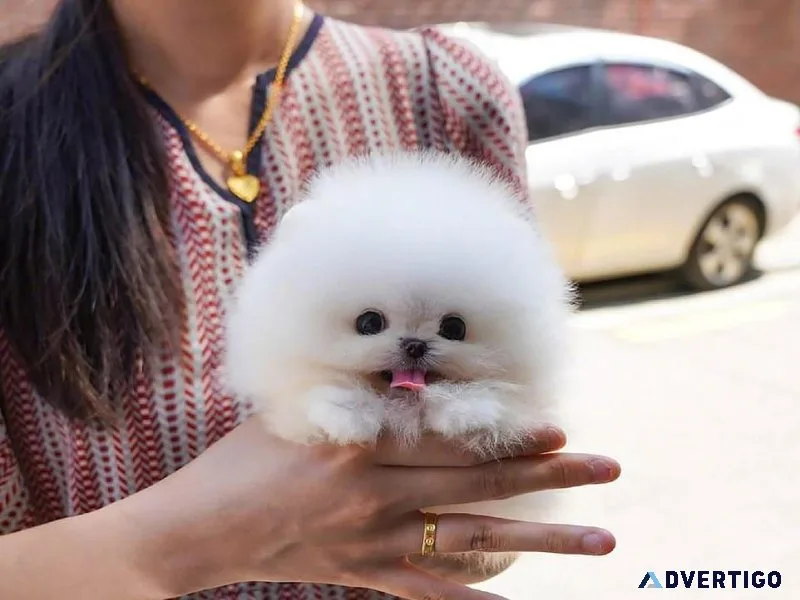 Lovely Pomeranian Puppy
