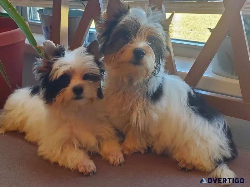 BIEWER TERRIERS-AKC