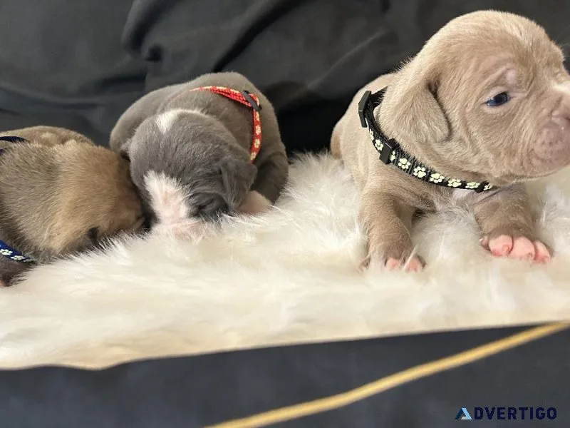 Xl BullyPit