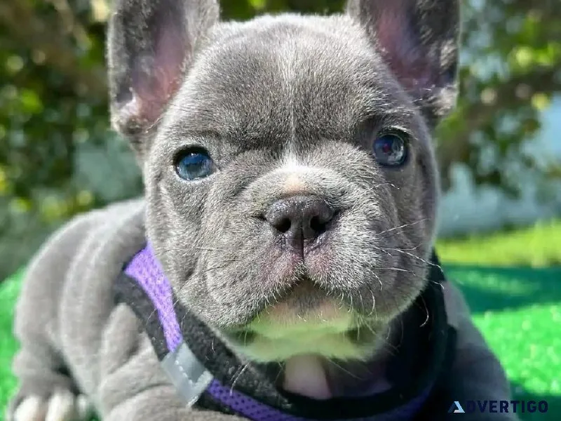 Frenchie bulldogs